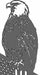 Black and white illustration of an eagle on an American flag